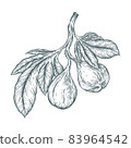 Common Fig or Ficus carica, vintage engraving. Old engraved illustration of Common Fig showing fruits. Trousset encyclopedia (1886 - 1891). 83964542