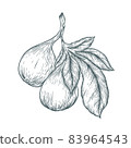 Common Fig or Ficus carica, vintage engraving. Old engraved illustration of Common Fig showing fruits. Trousset encyclopedia (1886 - 1891). 83964543