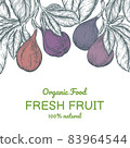 Fig banner template set. Fruit vertical design collection. Engraved style illustration. Vector illustration 83964544