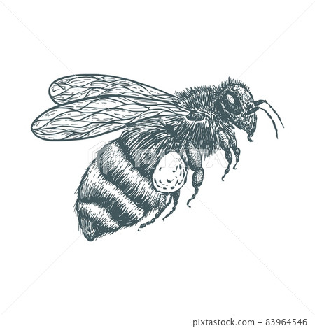 vector hand drawn illustration of bee vector hand drawn illustration of bee 83964546
