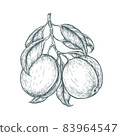 Hand drawn ripe apricot isolated on white background. Retro sketch style vector eco food illustration poster. 83964547