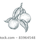 Hand drawn ripe apricot isolated on white background. Retro sketch style vector eco food illustration poster. 83964548