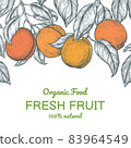 Vector frame with apricots. Hand drawn. Vintage style 83964549
