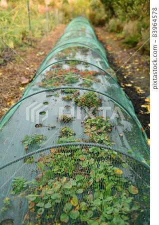 A Small greenhouse strawberries in a garden A Small greenhouse strawberries in a garden 83964578