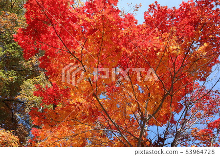 變成紅色或橙色的楓樹，綠色、黃色或棕色葉子的樹木，以及透過縫隙看到的藍天景色 83964728
