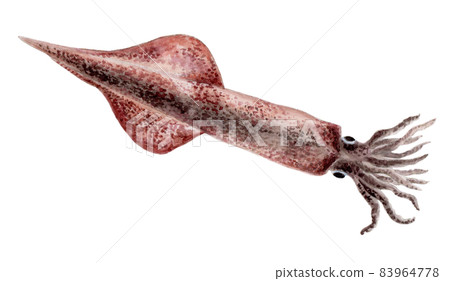 魷魚手繪水彩 83964778