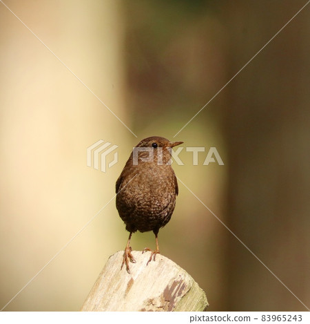 Wren, a small brown bird that lives in a mountain stream, has a loud voice Wren, a small brown bird that lives in a mountain stream, has a loud voice 83965243