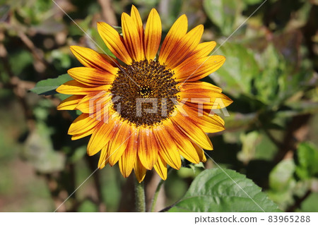 Yellow and red sunflower flowers blooming in the autumn park 83965288