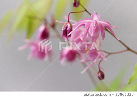 淫羊藿園藝物種野生草叢在森林中 83965323