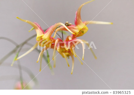 淫羊藿園藝物種野生草叢在森林中 83965325