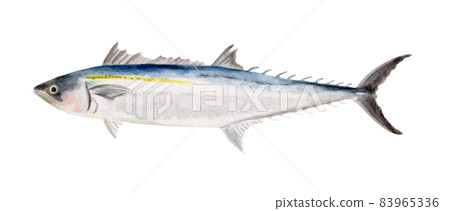 Hand-painted watercolor painting of Spanish mackerel Hand-painted watercolor painting of Spanish mackerel 83965336