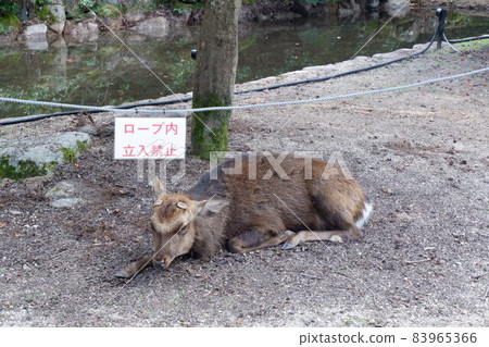 A deer sitting down ignoring the exclusion zone A deer sitting down ignoring the exclusion zone 83965366