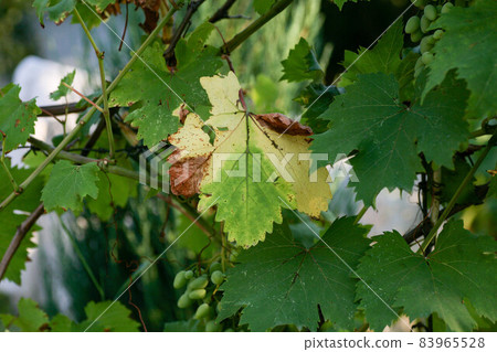 Diseased shoots, inflorescences and berries look like they are showered with ash, which smells like 83965528