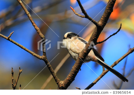 秋日東高根森林公園的長尾山雀 83965654