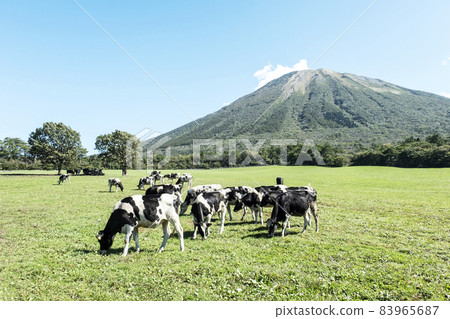 Cows grazing in Daisen (near Daisen Makiba Milk Village) Cows grazing in Daisen (near Daisen Makiba Milk Village) 83965687