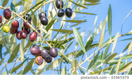 [Shodoshima, Kagawa Prefecture] Olive fruits and leaves under the blue sky 83965979