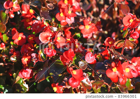 海棠（佛羅倫薩Senpa） 83966301