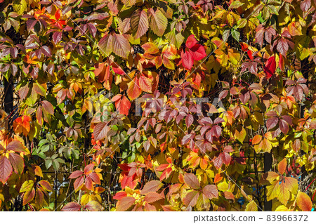 Colorful leaves of wild grapes in sunlight Colorful leaves of wild grapes in sunlight 83966372