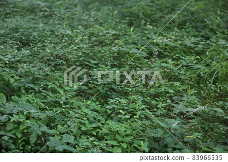Nasubitohagi, a small pink flower that can be seen all over Japan 83966535