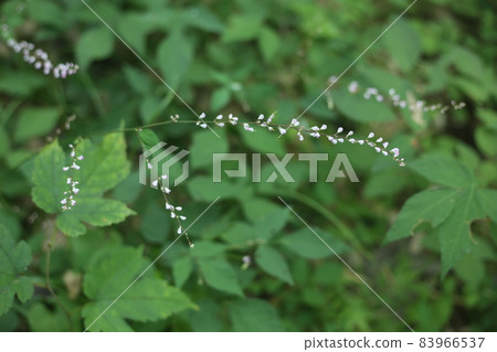 Nasubitohagi, a small pink flower that can be seen all over Japan Nasubitohagi, a small pink flower that can be seen all over Japan 83966537