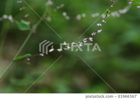 Nasubitohagi,一種在日本隨處可見的粉紅色小花 Nasubitohagi,一種在日本隨處可見的粉紅色小花 83966567
