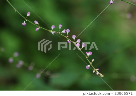 Nasubitohagi,一種在日本隨處可見的粉紅色小花 Nasubitohagi,一種在日本隨處可見的粉紅色小花 83966571