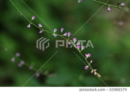 Nasubitohagi, a small pink flower that can be seen all over Japan Nasubitohagi, a small pink flower that can be seen all over Japan 83966574