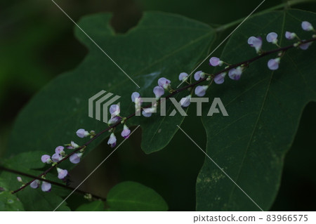 Nasubitohagi，一種在日本隨處可見的粉紅色小花 83966575