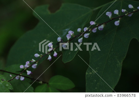 Nasubitohagi，一種在日本隨處可見的粉紅色小花 83966578