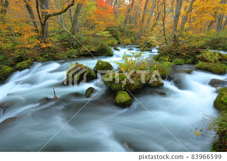 Okuse, Towada City, Aomori Prefecture Oirase Gorge Ashura Flow of Autumn Leaves 83966599