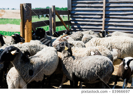 Group of funny sheeps. Portrait of sheep on the farm. Group of funny sheeps. Portrait of sheep on the farm. 83966697