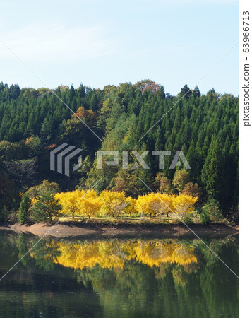 Gosen City Golden Village Ginkgo Yellow Leaves 83966713