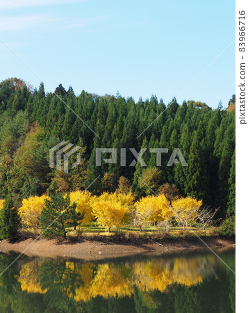 Gosen City Golden Village Ginkgo Yellow Leaves 83966716