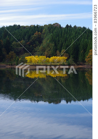 五泉市金村銀杏黃葉 五泉市金村銀杏黃葉 83966723