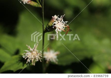 Pertya scandens, a white flower that blooms in the forest in autumn 83966739