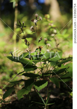 Pertya scandens, a white flower that blooms in the forest in autumn 83966754
