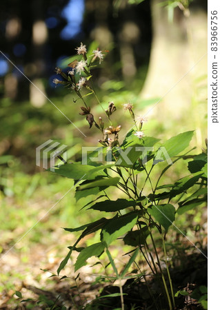 Pertya scandens,秋天在森林裡綻放的一朵白花 Pertya scandens,秋天在森林裡綻放的一朵白花 83966756