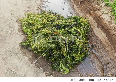 Swamp duckweed for feeding birds 83966847