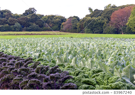 Autumn in Satoyama Vegetable field 83967240