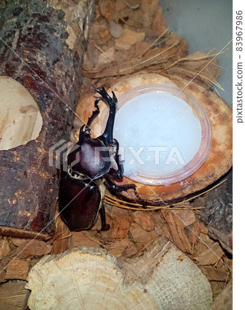 A beetle climbing on a luxury jelly. A beetle climbing on a luxury jelly. 83967986