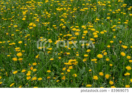 Yellow dandelions in the green spring meadow at cloudy daylight, full frame season specific background. 83969075