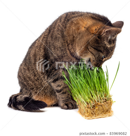 gray striped tabby cat eating fresh green oats sprouts close-up isolated on white background with selective focus and blur gray striped tabby cat eating fresh green oats sprouts close-up isolated on white background with selective focus and blur 83969082