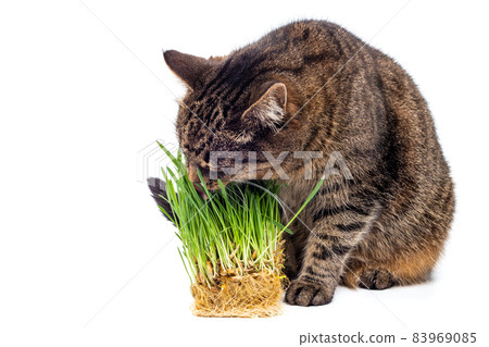 gray striped tabby cat eating fresh green oats sprouts close-up isolated on white background with selective focus and blur gray striped tabby cat eating fresh green oats sprouts close-up isolated on white background with selective focus and blur 83969085