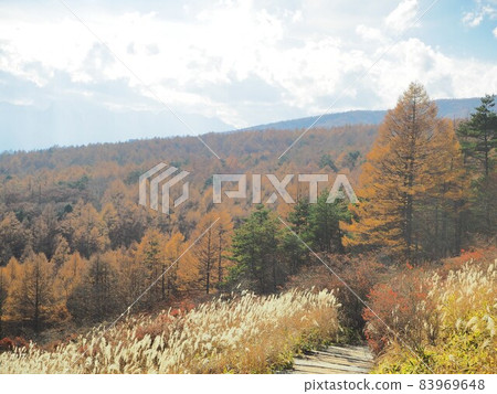 Yamanashi Prefecture Beauty Forest Autumn Leaves November 83969648