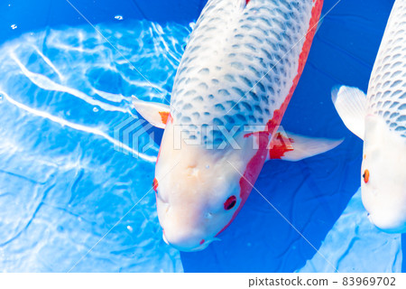 Asairo Nishikigoi 83969702