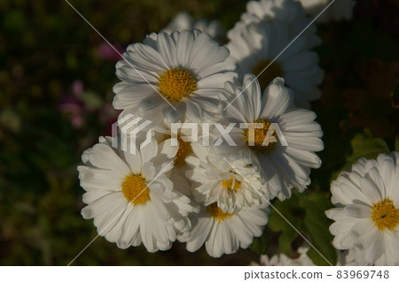 菊花 菊花 83969748