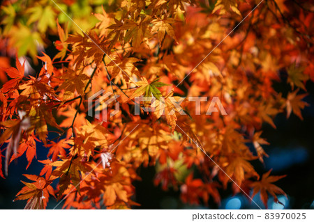 Illumination of the maple corridor in Lake Kawaguchi, Yamanashi Prefecture Illumination of the maple corridor in Lake Kawaguchi, Yamanashi Prefecture 83970025