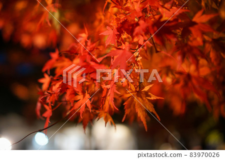 Illumination of the maple corridor in Lake Kawaguchi, Yamanashi Prefecture Illumination of the maple corridor in Lake Kawaguchi, Yamanashi Prefecture 83970026