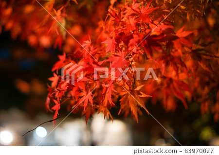 Illumination of the maple corridor in Lake Kawaguchi, Yamanashi Prefecture Illumination of the maple corridor in Lake Kawaguchi, Yamanashi Prefecture 83970027