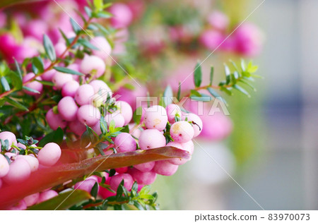 Bright pink happy berry Bright pink happy berry 83970073